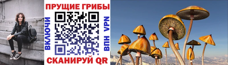 Купить  Алагир  Псилоцибиновые грибы прущие грибы 